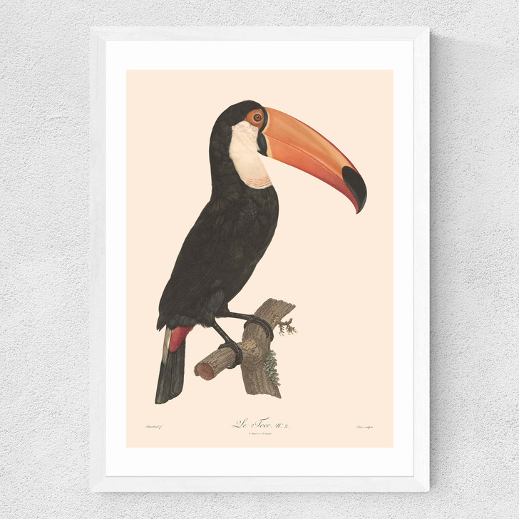 Toucan by Aster Medium White Frame