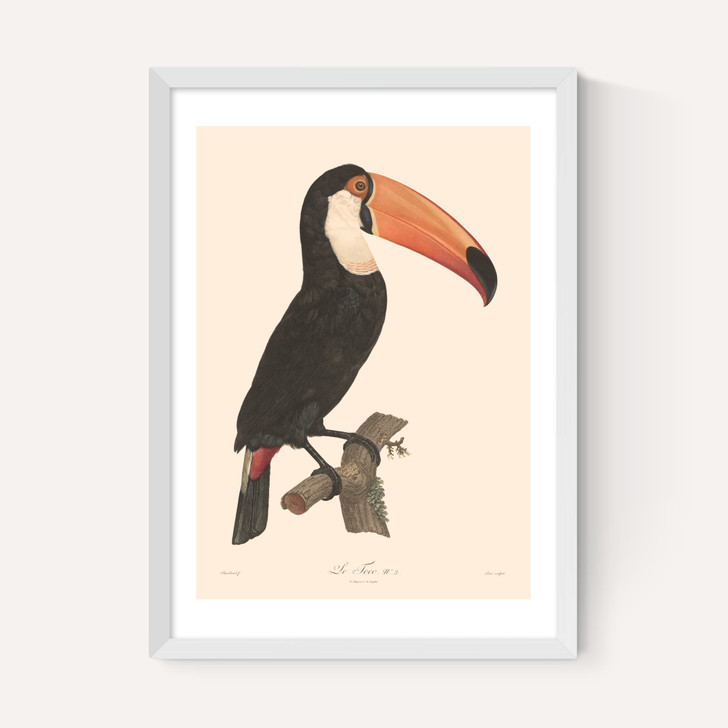 Toucan by Aster