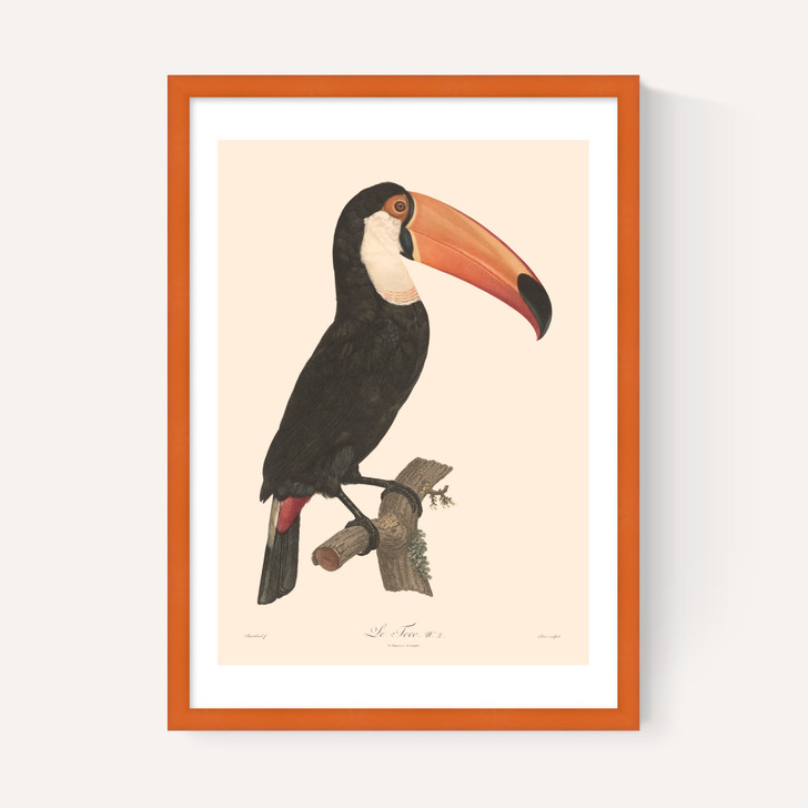 Toucan by Aster