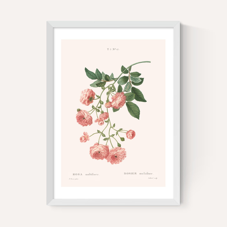 Rosier by Aster