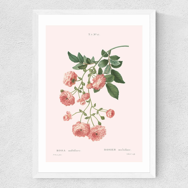 Rosier by Aster Medium White Frame