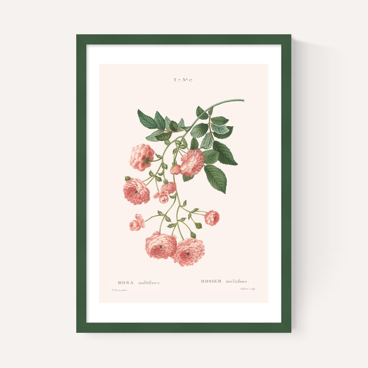 Rosier by Aster