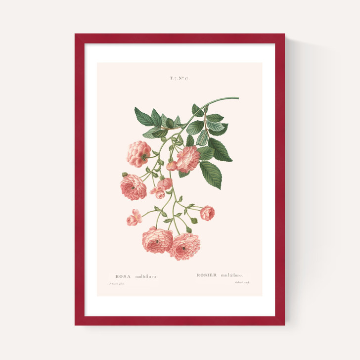 Rosier by Aster