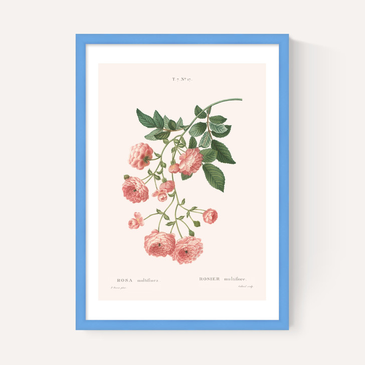 Rosier by Aster