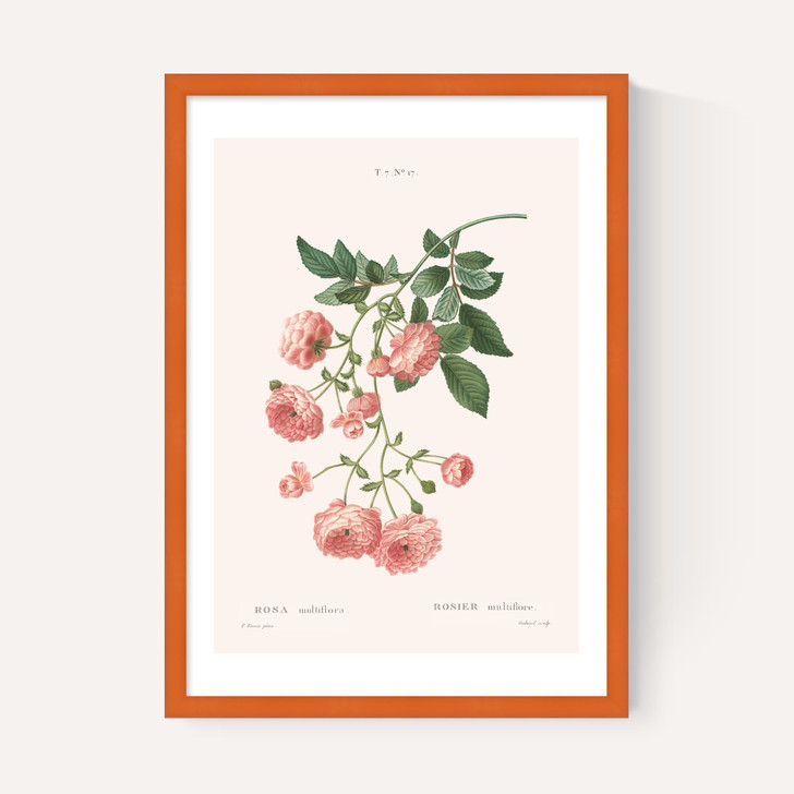 Rosier by Aster