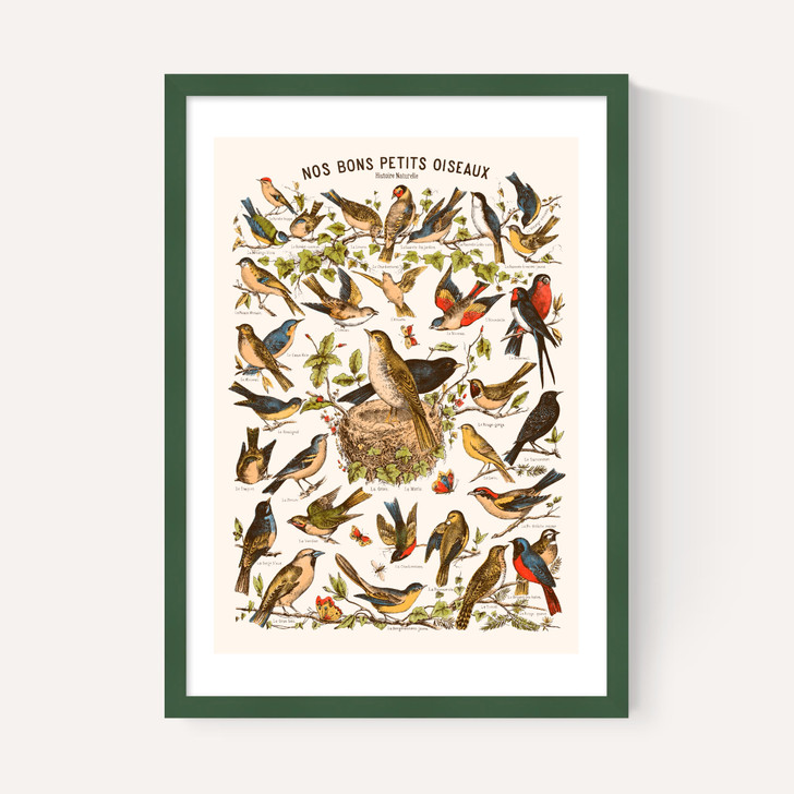 Nos bons Petits Oiseaux