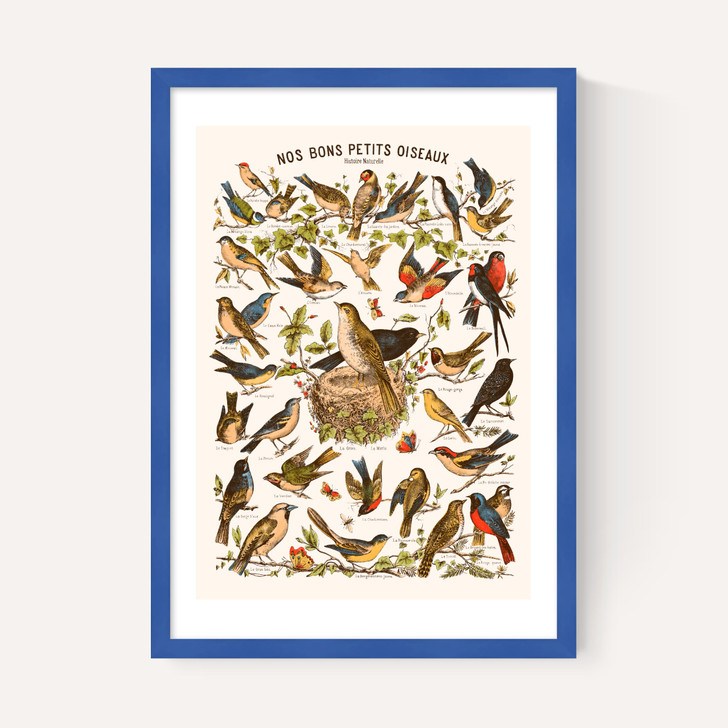 Nos bons Petits Oiseaux