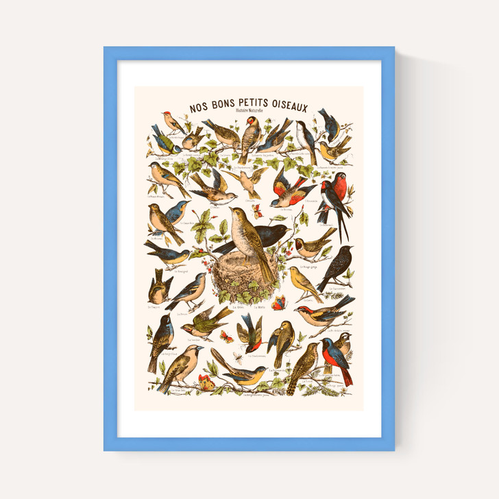 Nos bons Petits Oiseaux