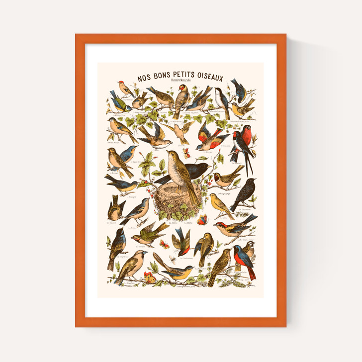 Nos bons Petits Oiseaux