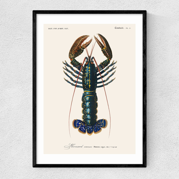 Homard Narrow Black Frame