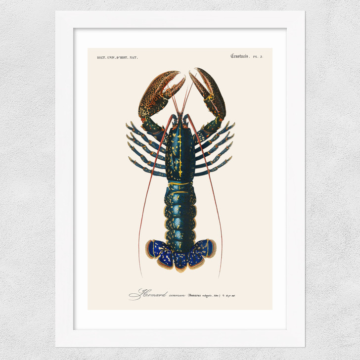 Homard Wide White Frame