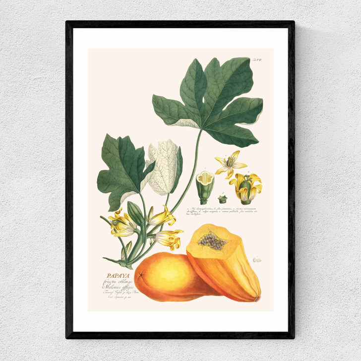 Papaya by Aster Narrow Black Frame Papaya by Aster Narrow Black Frame