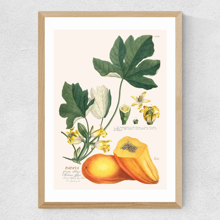 Papaya by Aster Medium Oak Frame Papaya by Aster Medium Oak Frame