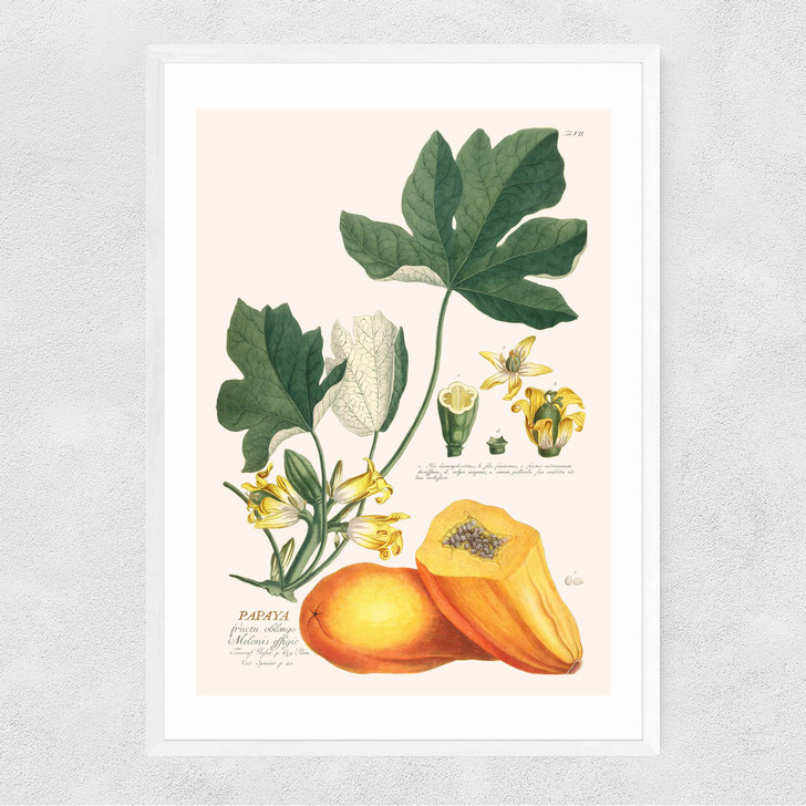 Papaya by Aster Narrow White Frame Papaya by Aster Narrow White Frame