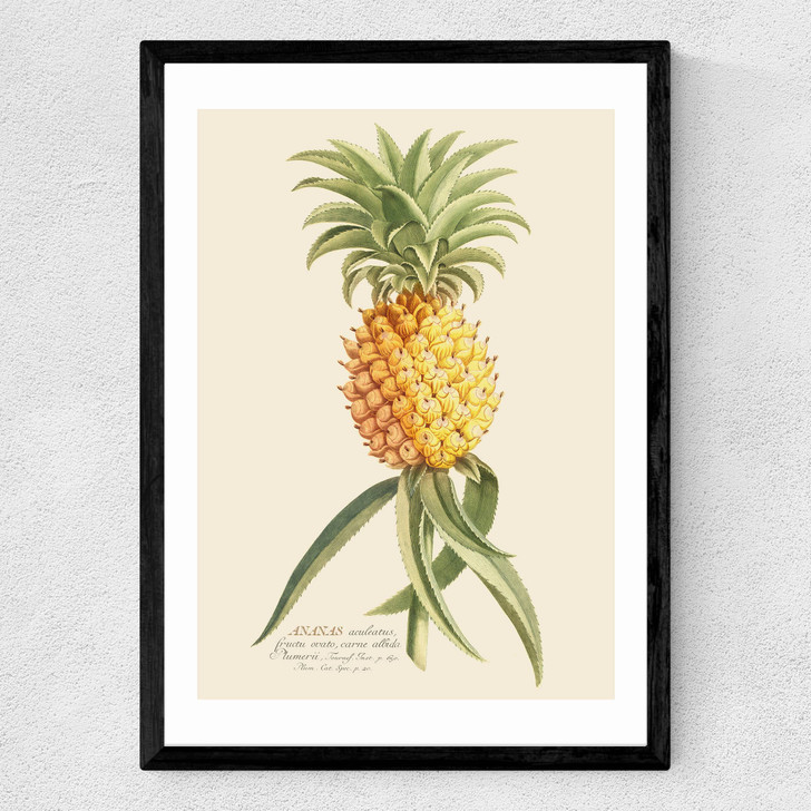 Ananas by Aster Medium Black Frame Ananas by Aster Medium Black Frame