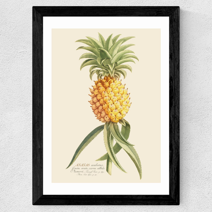 Ananas by Aster Wide Black Frame