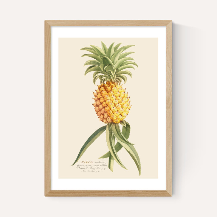 Ananas by Aster