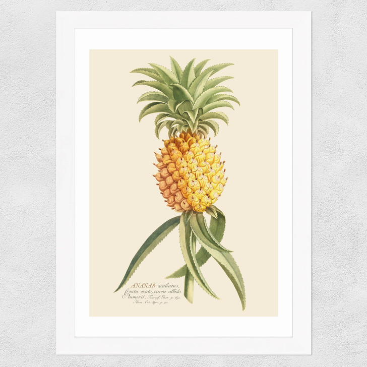 Ananas by Aster Wide White Frame