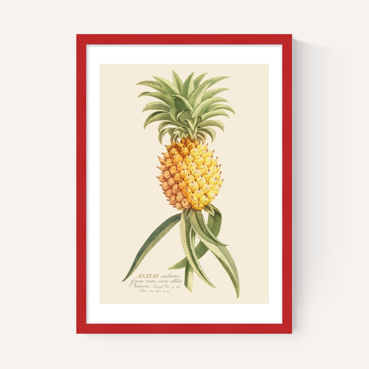 Ananas by Aster