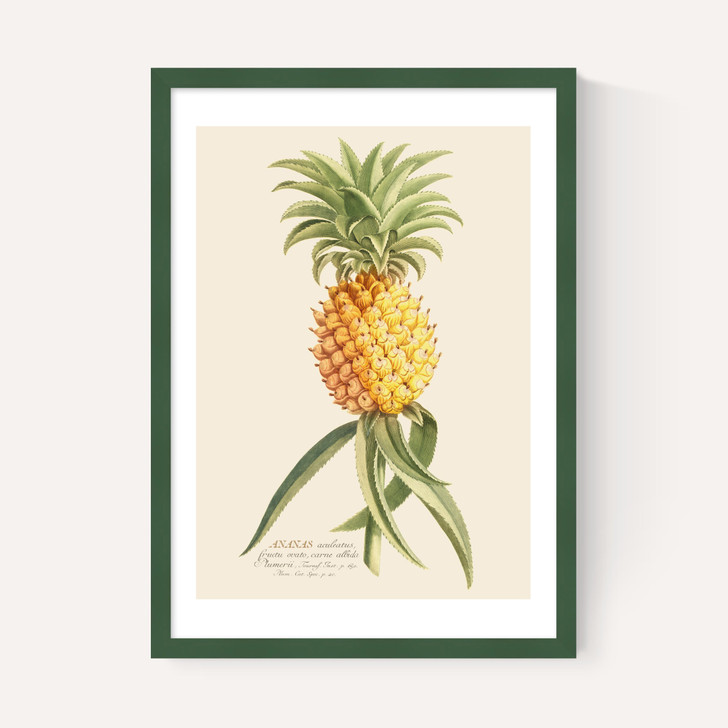 Ananas by Aster
