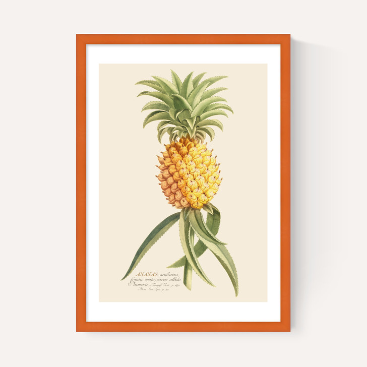Ananas by Aster