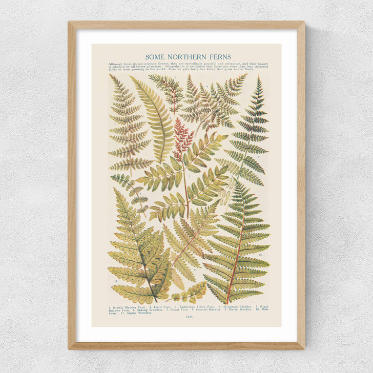 Some Nothern Ferns Narrow Oak Frame