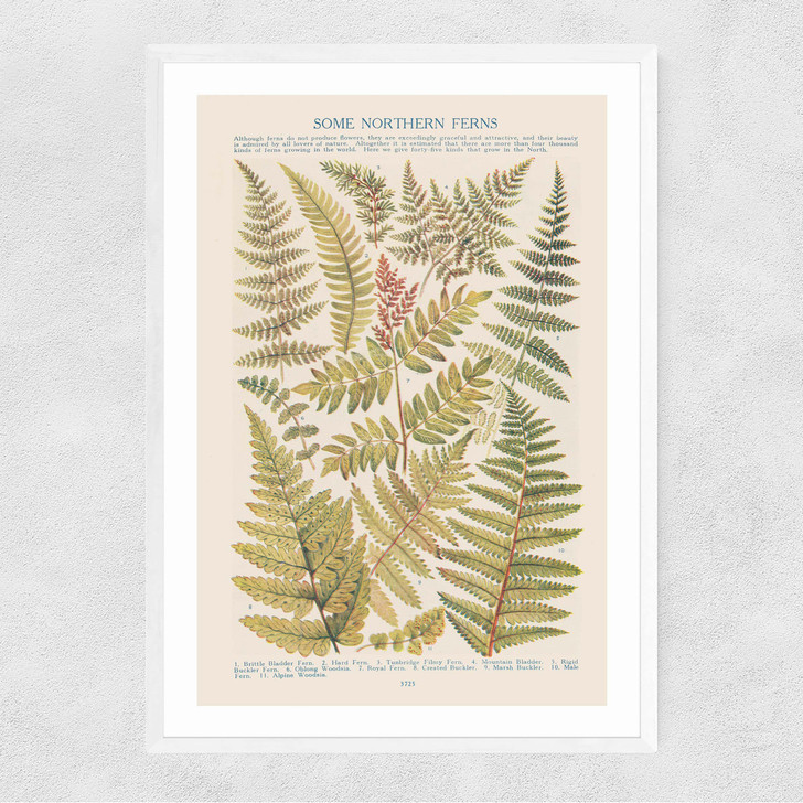 Some Nothern Ferns Narrow White Frame