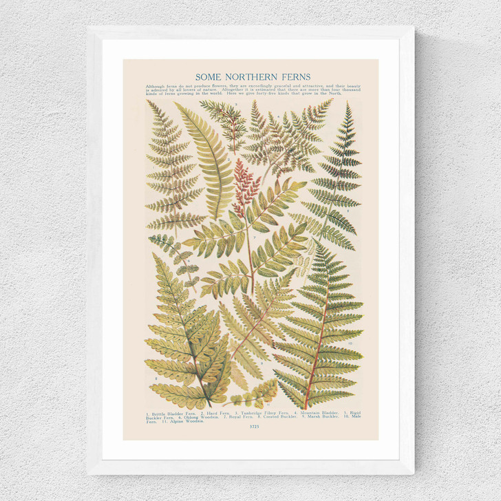 Some Nothern Ferns Medium White Frame