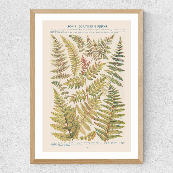 Some Nothern Ferns Medium Oak Frame