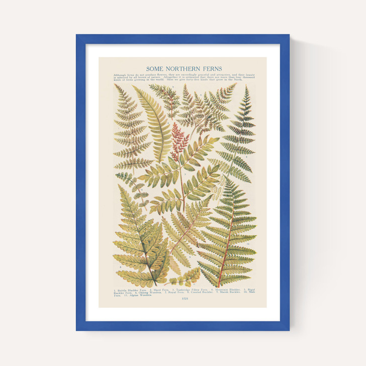 Some Nothern Ferns
