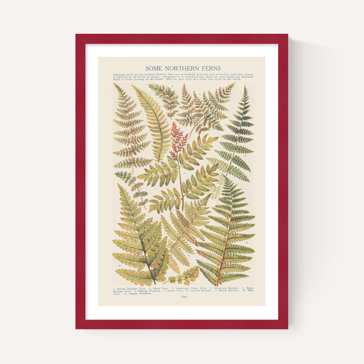 Some Nothern Ferns