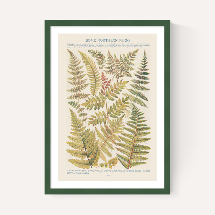 Some Nothern Ferns