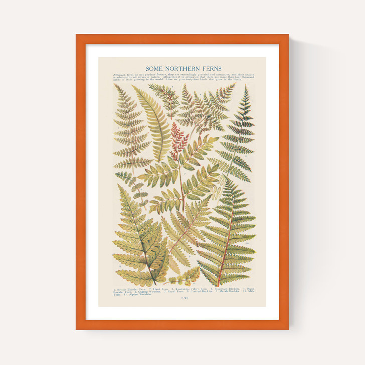 Some Nothern Ferns