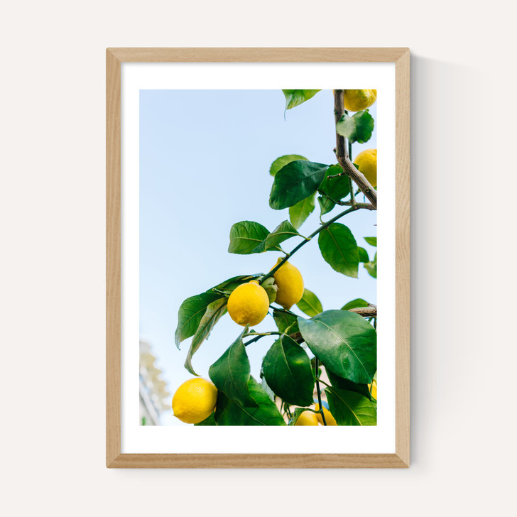 Amalfi Coast Lemons