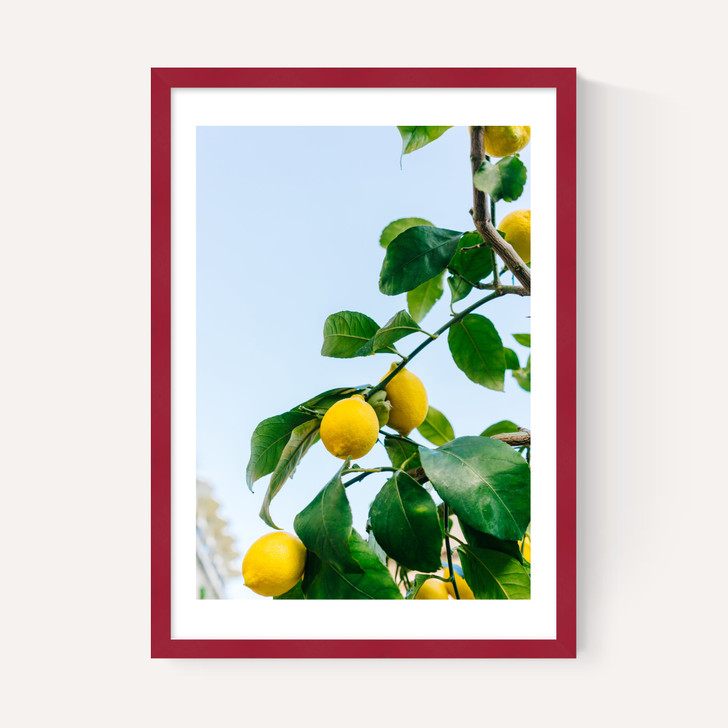 Amalfi Coast Lemons