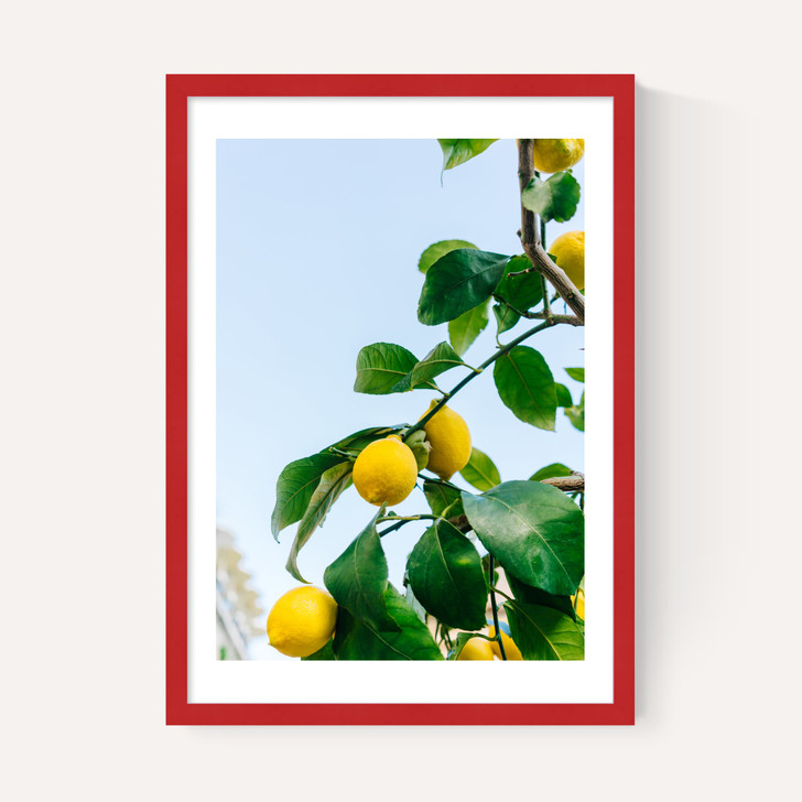 Amalfi Coast Lemons