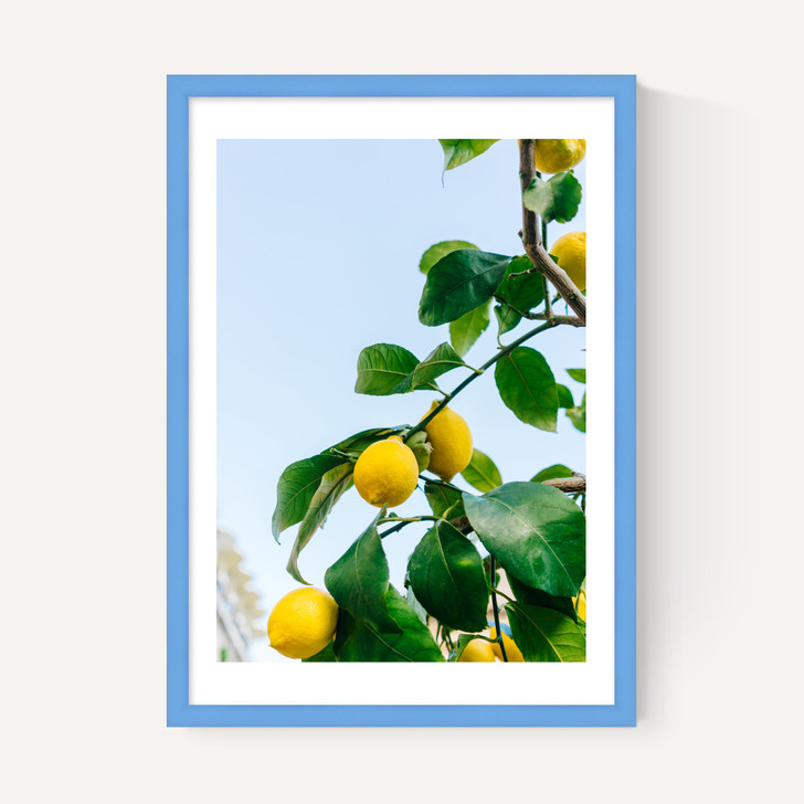 Amalfi Coast Lemons