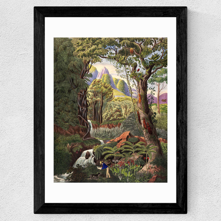 Morenia Poppigiana Wide Black Frame