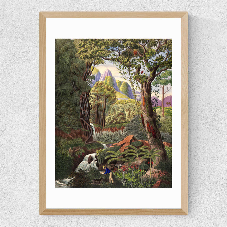 Morenia Poppigiana Medium Oak Frame