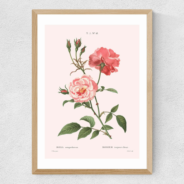 Rosa Semperflorens Medium Oak Frame Rosa Semperflorens Medium Oak Frame