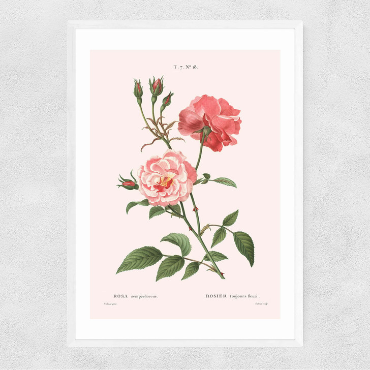 Rosa Semperflorens Narrow White Frame Rosa Semperflorens Narrow White Frame