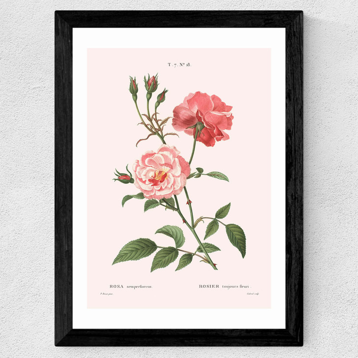 Rosa Semperflorens