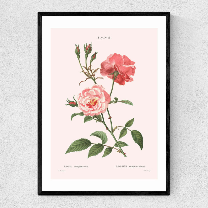 Rosa Semperflorens Narrow Black Frame