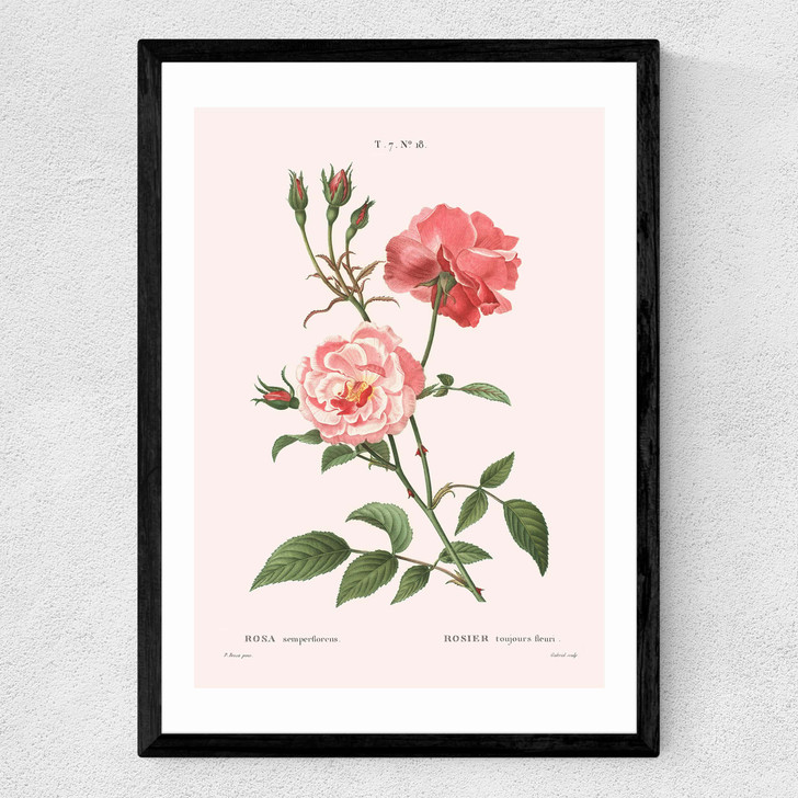 Rosa Semperflorens