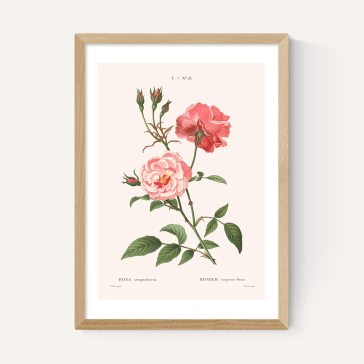 Rosa Semperflorens