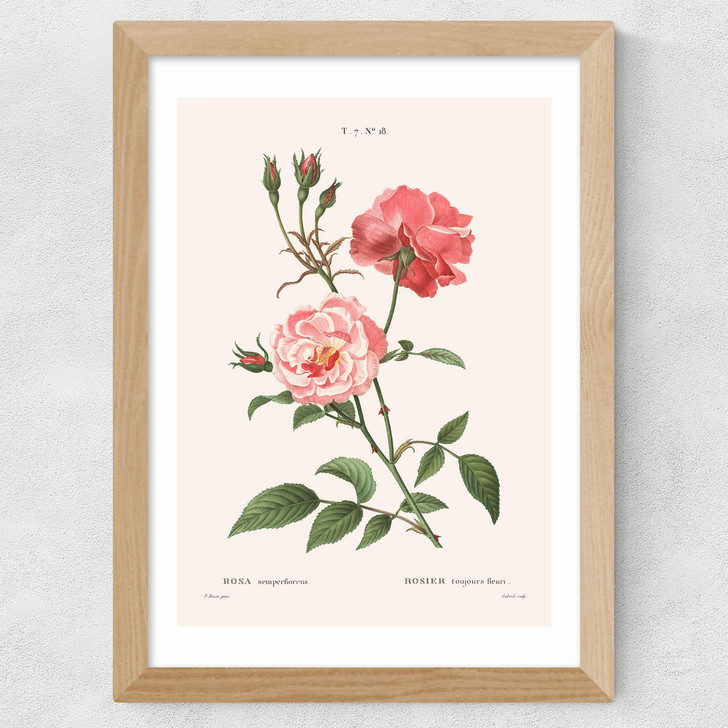 Rosa Semperflorens