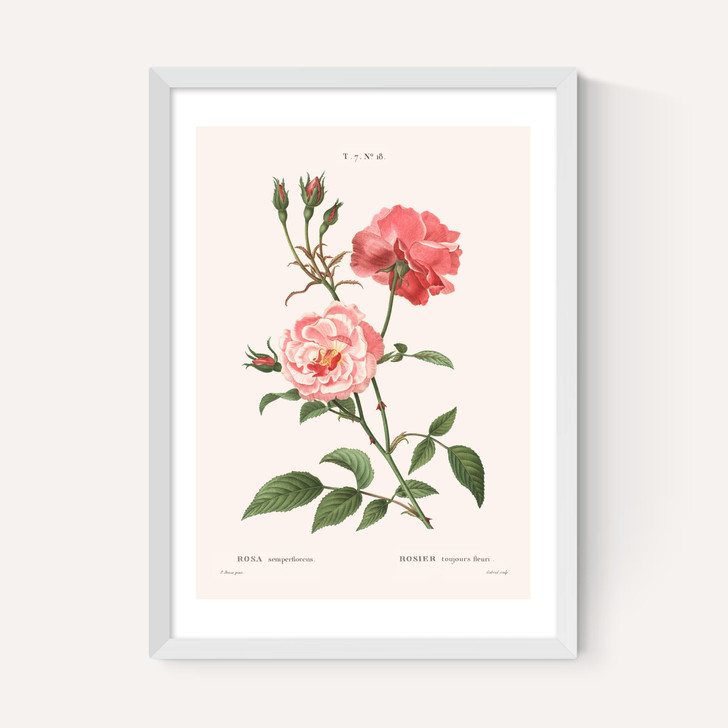 Rosa Semperflorens