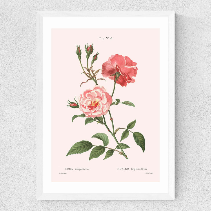 Rosa Semperflorens