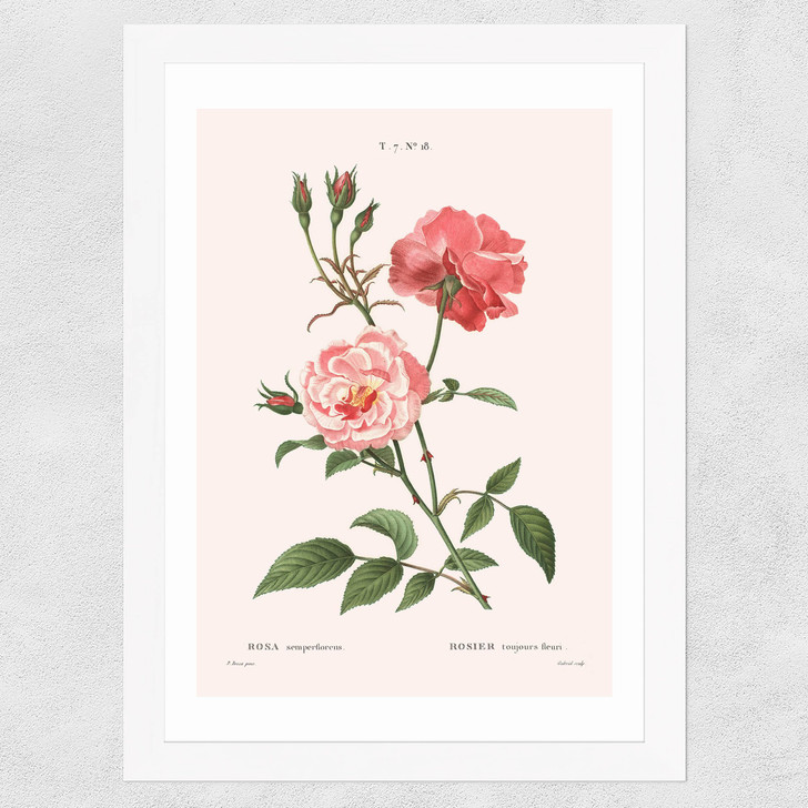 Rosa Semperflorens