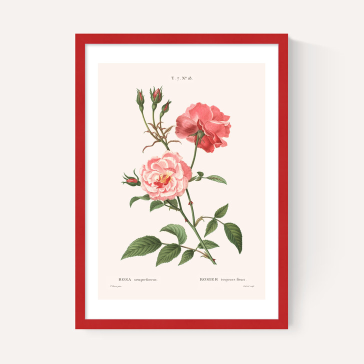 Rosa Semperflorens